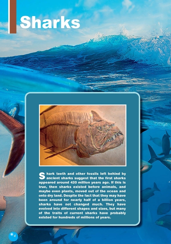 The Hammerhead Shark. Reader + DigiBook (kod)